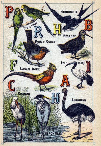 Plade 4: Parakitter, Svale, Rødhals, Bøg, Dore Fasan, Hellig Ibis, Stork, Struds, Grey Hejre. Indgravering i "Syllabary alfabet af fugle"". Serie A. Pellerin et Cie, trykkerier-forlag, Epinal, slutningen af det 19. århundrede. Kromolitografier. Lille 8-sid af French School