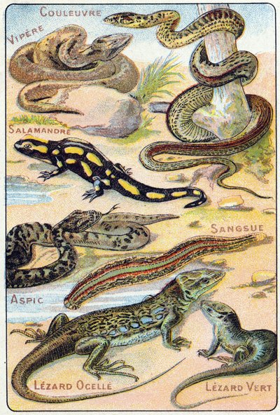 Plade 4: Slange, Viper, Salamander, Aspic, Leech, Lezard ocelle, Green Lezard. Indgravering i "Syllabary alfabet af fugle og krybdyr"". Serie A. Pellerin et Cie, trykkerier-forlag, Epinal, slutningen af det 19. århundrede. Kromolitografier. Lille 8-siders  af French School