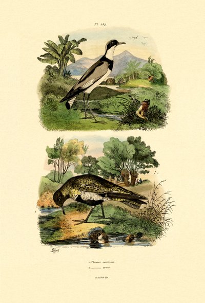 Plover, 1833-39 af French School