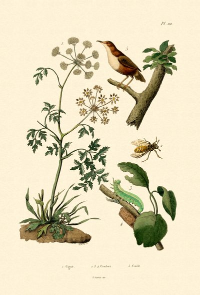 Gift Hemlock, 1833-39 af French School
