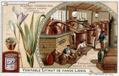 Giftplanter: almindelig kolchial og fremstilling af kolchial tinktur - chromo. Liébig, slutningen af det 19. århundrede af French School
