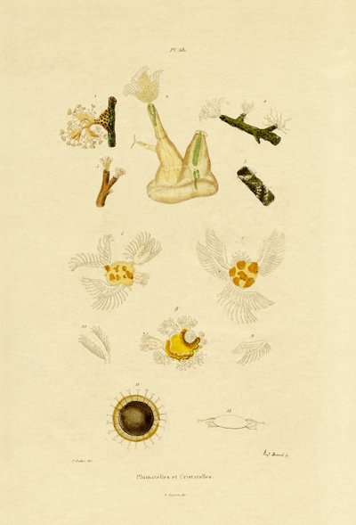 Polyp, 1833-39 af French School