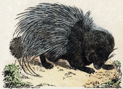 Porc-epos (Svin-epos). Indgravering i "" Alphabet des animaux sauvages "". 9. serie. Billede af Epinal, Pellerin, trykkeri-udgiver, ca. 1870. Graveringer på træ, stencileret. 16 sider. Mål: 20 x 15 cm. Privat samling af French School