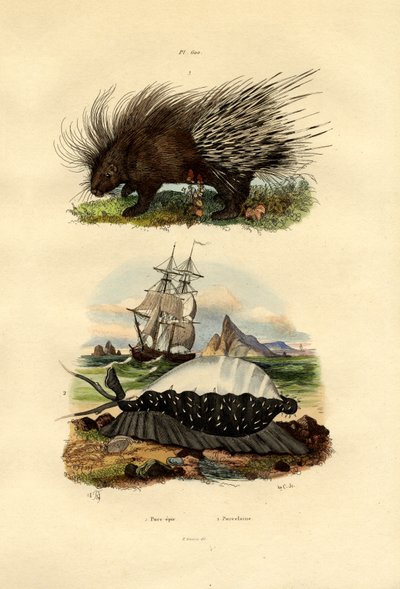 Porcupine, 1833-39 af French School