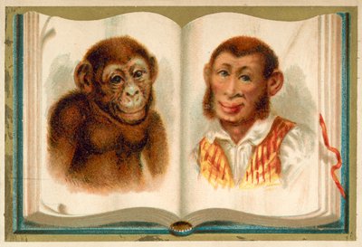 Portrætter af en abe og en mand (chromolitho) af French School