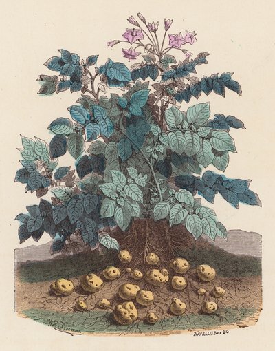 Kartoffelplante (farvet gravering) af French School