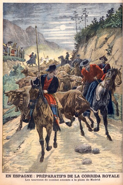 Forberedelser til tyrefægtningerne for at fejre brylluppet af kong Alfonso XIII af Spanien. Tyre bliver taget til Madrid. I Spanien, forberedelser til den kongelige tyrefægtning. Kamptyrene bragt til Plaza de Madrid. Illustration til Le petit Journal af French School