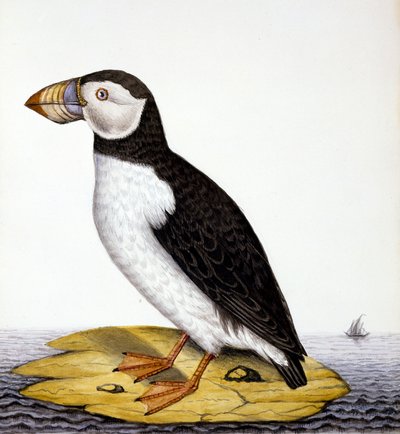 Lunde, marmon fratercula, ca. 1840 (wc på papir) af French School