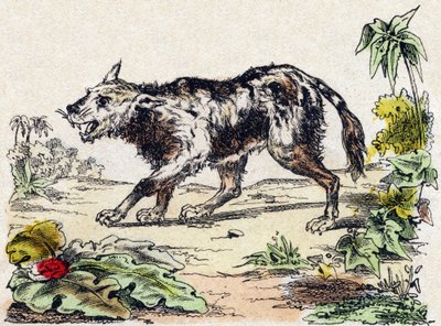 Quachy (art af løvehund fra Sydamerika). Indgravering i "" Alphabet des animaux sauvages "". 9. serie. Billede af Epinal, Pellerin, trykkeri-udgiver, ca. 1870. Graveringer på træ, stencileret. 16 sider. Mål: 20 x 15 cm. Privat samling af French School