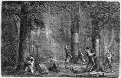 Genopretning af barken af ​​liege eg (oak-liege). Indgravering i "" Planternes historie"" af Louis Figuier udgivet i "" Le Monde Illustré"" nr. 399 af 3. december 1864. af French School