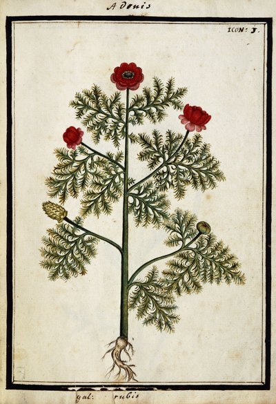 Red Adonis, c.1700dani af French School