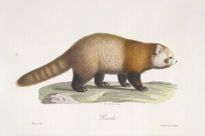 Rød panda. Ailurus fulgens, fra Natural History of Pattedyr (farve litho) af French School