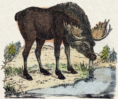 Rensdyr. Indgravering i "" Alphabet des animaux sauvages "". 9. serie. Billede af Epinal, Pellerin, trykkeri-udgiver, ca. 1870. Graveringer på træ, stencileret. 16 sider. Mål: 20 x 15 cm. Privat samling af French School