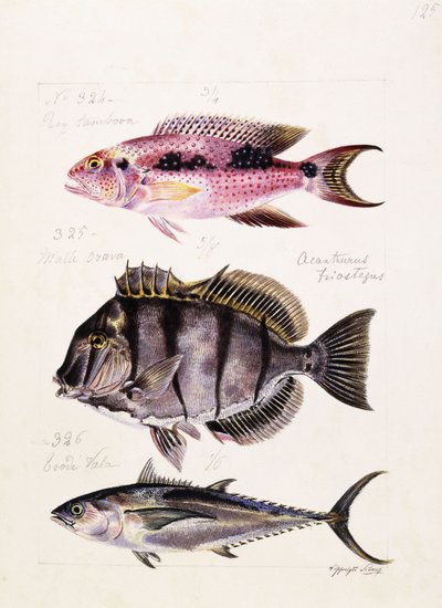 Rey tambova etc, c.1850dani af French School