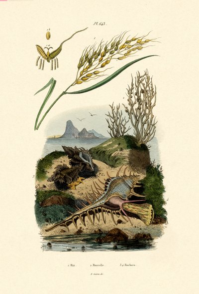 Ris, 1833-39 af French School
