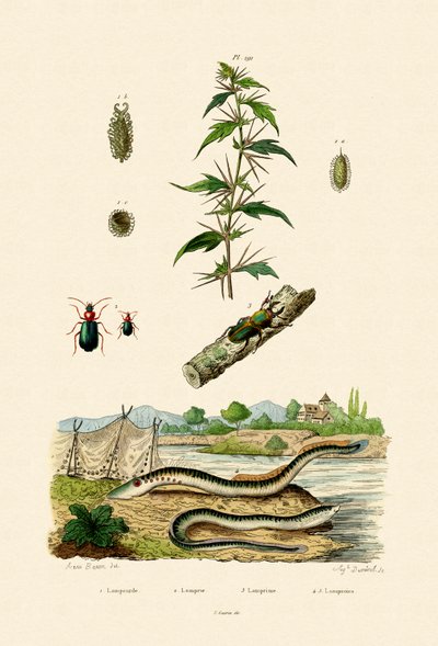 Rough Cockleburr, 1833-39 af French School