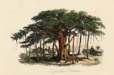 Hellig figentræ, Ficus religiosa, også kendt som bodhi-træet, banian-træet, banyan-træet, pippala-træet, peepul-træet, peepal-træet eller ashwattha-træet af French School
