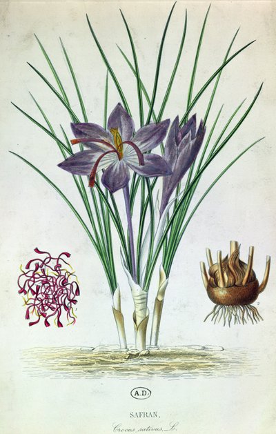 Safran (Crocus Sativus) af French School