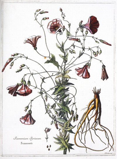 Scamoneum (Scamonium Syriacum) - fra "Samlingen af planter indgraveret efter ordre fra kong Louis XIV"" af French School