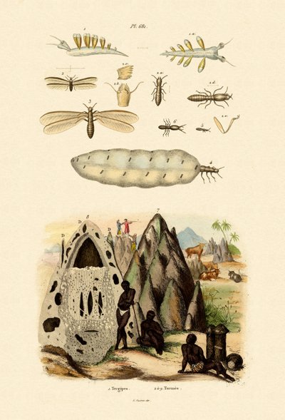 Søsnegl, 1833-39 af French School