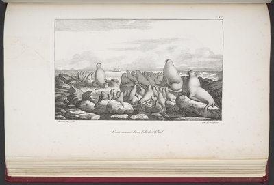 Sæler på Saint Paul Island, fra 