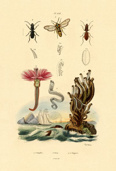 Serpulids, 1833-39 af French School
