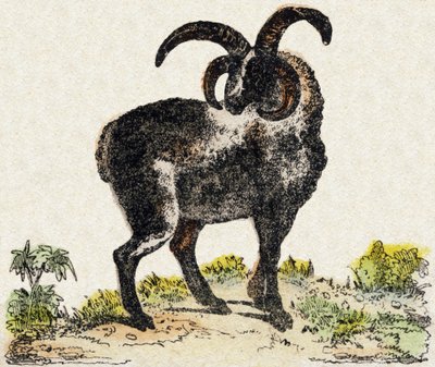 Får. Indgravering i "" Alphabet des animaux sauvages "". 9. serie. Billede af Epinal, Pellerin, trykkeri-udgiver, ca. 1870. Graveringer på træ, stencileret. 16 sider. Mål: 20 x 15 cm. Privat samling af French School