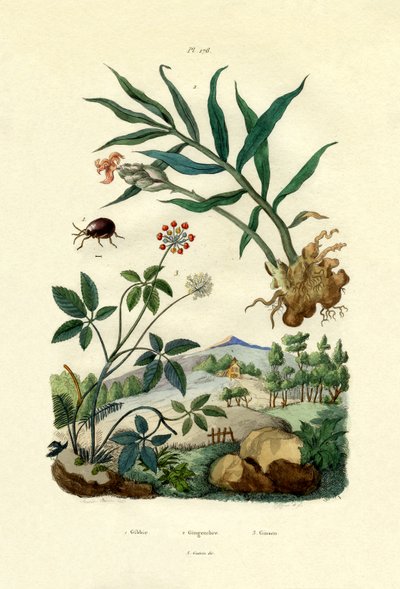 Skinnende edderkoppebille, 1833-39 af French School