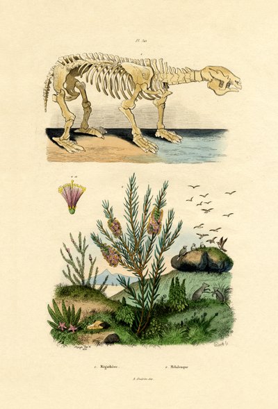 Dovendyr, 1833-39 af French School