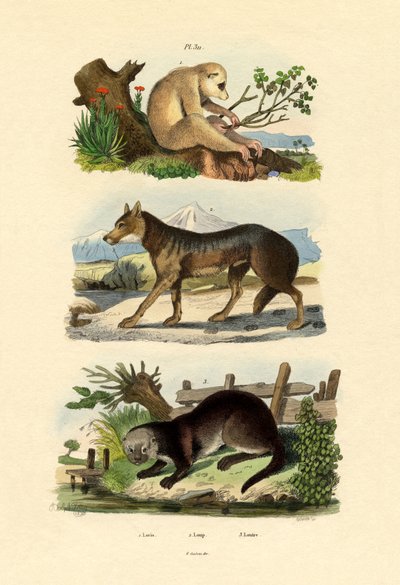 Sloth Ape, 1833-39 af French School