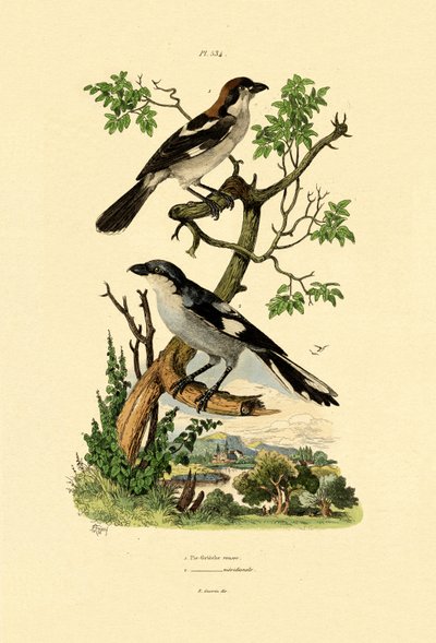 Sydlig gråtonge, 1833-39 af French School
