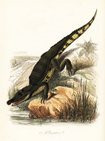 Brillekaiman, Caiman-krokodil af French School