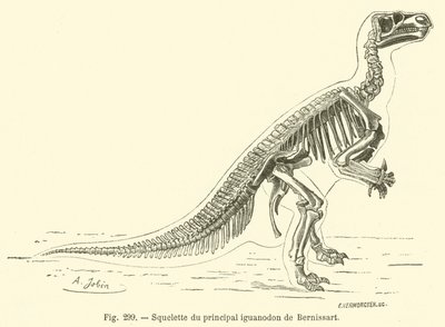 Skelet af Bernissarts vigtigste iguanodon (gravering) af French School