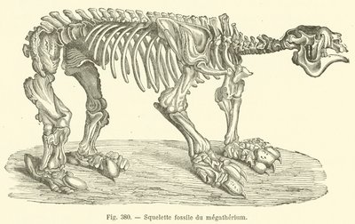 Megatherium fossilt skelet (gravering) af French School