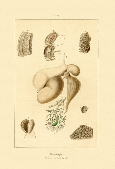 Mave, 1833-39 af French School