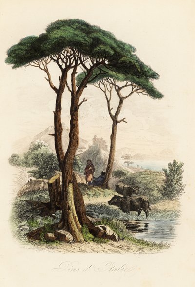 Stenfyr, Pinus pinea, også kendt som den italienske stenfyr, paraplyfyr og parasolfyr af French School