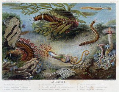Sunapte de Duvernoy - i "" Le Monde de la Mer"" af Alfred Fredol. udg. Paris, Hackette. af French School