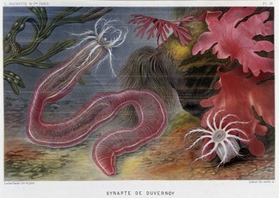 Sunapte de Duvernoy - i ""Le Monde de la Mer"" af Alfred Fredol. udg. Paris, Hachette. af French School