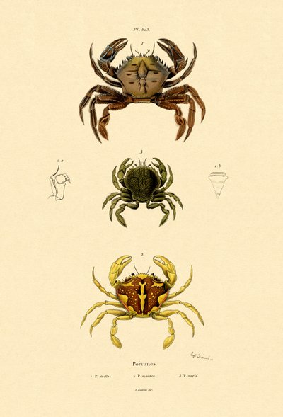 Svømmende krabber af French School