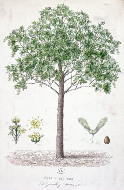 Sycamore Maple af French School