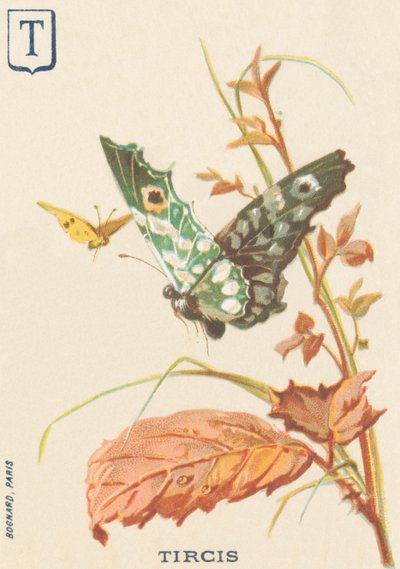 T: Tircis (Parge aegeria) af French School