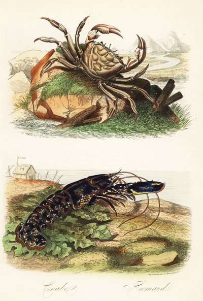 Tasmansk kæmpekrabbe, Pseudocarcinus gigas og europæisk hummer, Homarus gammarus af French School