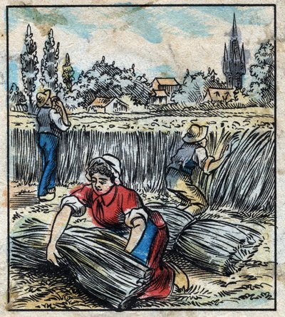 Tekstil, hør: landbrug. Samler linned, der er samlet i en støvle for at blive tør. Gravering. Epinal billeddannelse sidst i det 19. århundrede. af French School