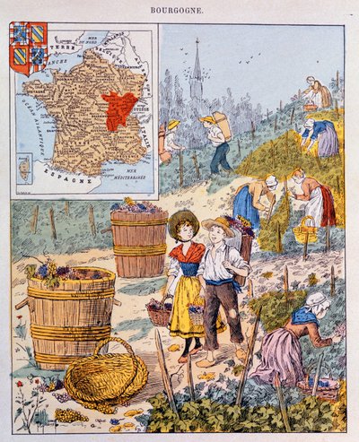 Druehøsten i Bourgogne, illustration fra en skolebog, ca. 1910 af French School