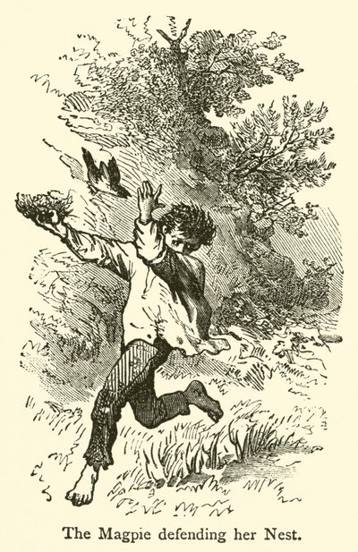 Skaden forsvarer sin rede (gravering) af French School