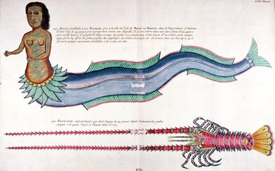 Havfruen fra Amboyna, fra "Fisk, krebs og krabber i forskellige farver" af Louis Renard, udgivet i Amsterdam af French School
