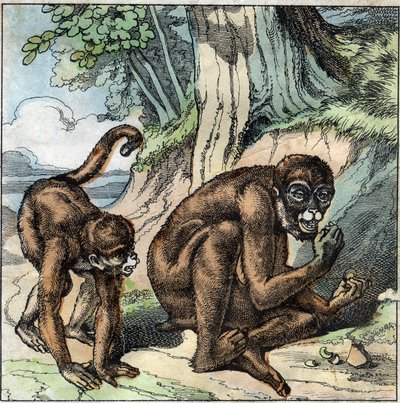 Aben og nødden. Fabel af Jean-Pierre-Claris (Jean Pierre Claris) af Florian (1755-1794) romanforfatter, digter og fabulist fransk. Illustration af slutningen af det 19. århundrede. af French School