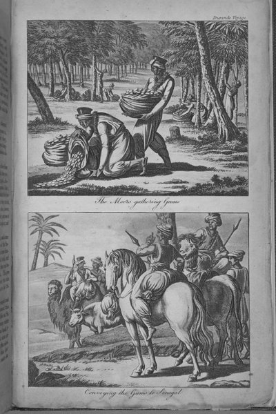 Maurerne samler tandkød og transporterer tandkødet til Senegal, illustration fra 