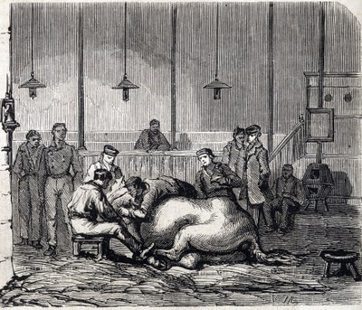 National Veterinary School of Alfort - Les grandes écoles de France - Veterinærskole i Maison Alfort i 1866 - Dissektionsrummet - Indgravering i "Le monde illustrious"" fra 1866 af French School