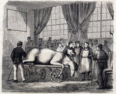 Den nationale veterinærskole i Alfort - De store skoler i Frankrig - veterinærskolen i Alforts hus i 1866 - operationsstuen - Indgravering i "Le monde illustrious" fra 1866 af French School
